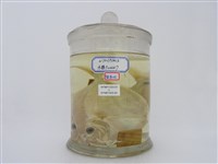 藏品(眼眶魚)的圖片